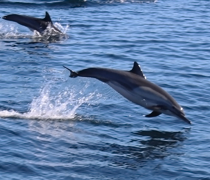 dolphin